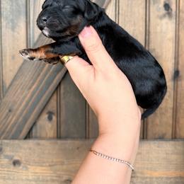 Gus Gus - Black and tan male Cavapoo puppy in Spring Hill, Florida from Parisian Puppies