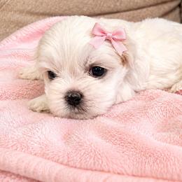 Tink - Cream and white female Shih Tzu puppy in Rockmart, Georgia from Sonya Garrett
