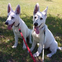 German Shepherds from Loyal Shepherds Kennels