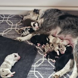 Border Collie Puppies from Three16 Ranch