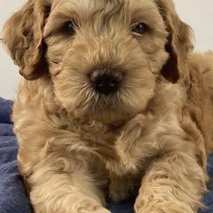 Boy 1 - Australian Labradoodle puppy in Maysville, Oklahoma from Southern Oklahoma Labradoodles