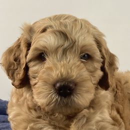 Boy 1 - Australian Labradoodle puppy in Maysville, Oklahoma from Southern Oklahoma Labradoodles