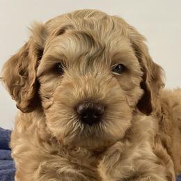 Boy 1 - Australian Labradoodle puppy in Maysville, Oklahoma from Southern Oklahoma Labradoodles