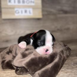 Boston Terrier Puppies from Baldwins Boston Terriers