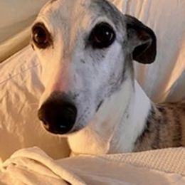Whippets from Ruswynn Kennels
