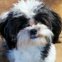 Lucy - Shihpoo