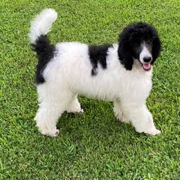 Poodle All Grown Up from Copper Canyon Standard Poodles