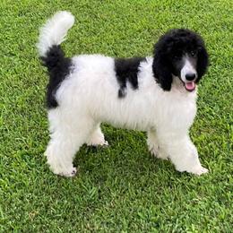 Poodle All Grown Up from Copper Canyon Standard Poodles
