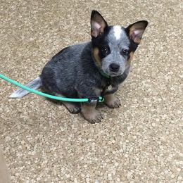 Australian Cattle Dog Puppies from RnB Cattle Dogs