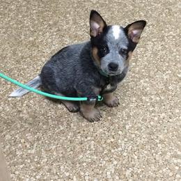 Australian Cattle Dog Puppies from RnB Cattle Dogs