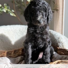 White Girl - Black female Goldendoodle puppy in Carthage, Tennessee from Willows Doodles