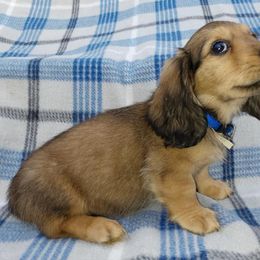 Dachshund Puppies from Dashin' Dachsies
