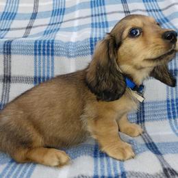Dachshund Puppies from Dashin' Dachsies