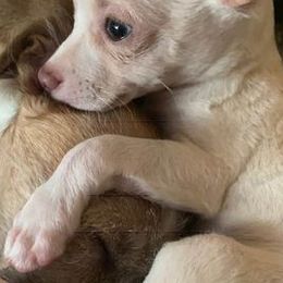 Chihuahuas from For The Love of Chi