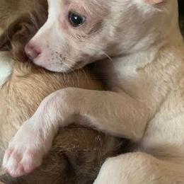Chihuahuas from For The Love of Chi