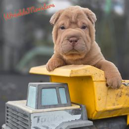 Mac'n'Cheese - Isabella dilute male Chinese Shar-Pei puppy in Salem, Ohio from WrinkleMonsters