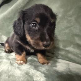 Boy 1 - Black and tan male Dachshund puppy in Ranburne, Alabama from Camdox