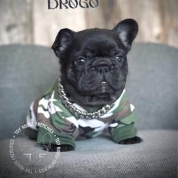 Game of Thrones Khal Drogo - Black and tan male French Bulldog puppy in Salem, Oregon from Toy House Frenchies