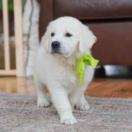 Miss Lime - Light golden female Golden Retriever puppy in Bedford, Indiana from Indiana Goldens