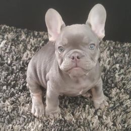 French Bulldogs from Autumn wind frenchies
