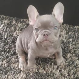 French Bulldogs from Autumn wind frenchies