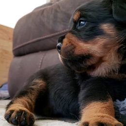Rottweilers from Simms Rottweilers