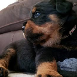 Rottweilers from Simms Rottweilers