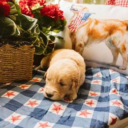 Abigail - Golden female Golden Retriever puppy in Ramona, California from SDPREMIERGOLDENS