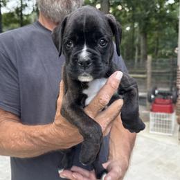 Rebel - Brindle female Boxer puppy in Taft, Tennessee from Hillbillie Boxers