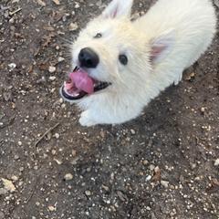 Berger Blanc Suisse and German Shepherd Puppies from Scenic Creek German Shepherds and White Swiss Shepherds
