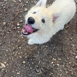 Berger Blanc Suisse and German Shepherd Puppies from Scenic Creek German Shepherds and White Swiss Shepherds