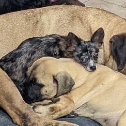 Ve-Ve  - Chihuahua
