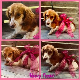 Navyrose - Dachshund