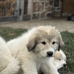 Great Pyrenees from Sapphire Valley Great Pyrenees