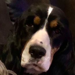 Isabella - English Springer Spaniel