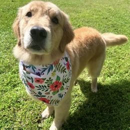 Honey - Golden Retriever