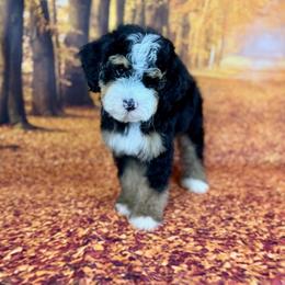 Bernedoodle and Goldendoodle Puppies from Ohana Doodles