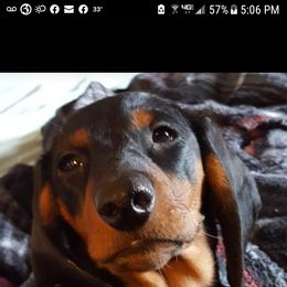 Dachshund All Grown Up from Woodshafen