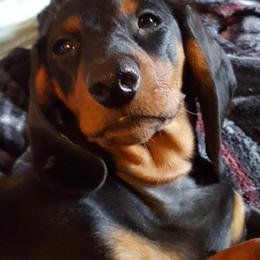 Dachshund All Grown Up from Woodshafen