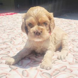 Pink Girl - Buff female Cocker Spaniel puppy in Beggs, Oklahoma from Southern Country Cockers