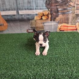 Bunny - Brindle and white female Boston Terrier puppy in Olanta, South Carolina from Julie's IHeart Boston Terrier's