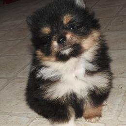 Pomeranian and Shichon Puppies from Smallstar puppys