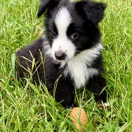 Max - Black & white male Miniature Australian Shepherd puppy in Patterson, North Carolina from DreamLine Aussies