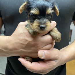 Boy 1 - Black and tan male Yorkshire Terrier puppy in Ceres, California from Mr.Yorkie