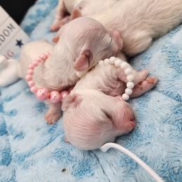 Girl 2 - White female Bichon Frise puppy in Four Oaks, North Carolina from .Havenkennels.Net