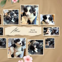 Australian Shepherd and Great Dane Puppies from AEW Farm