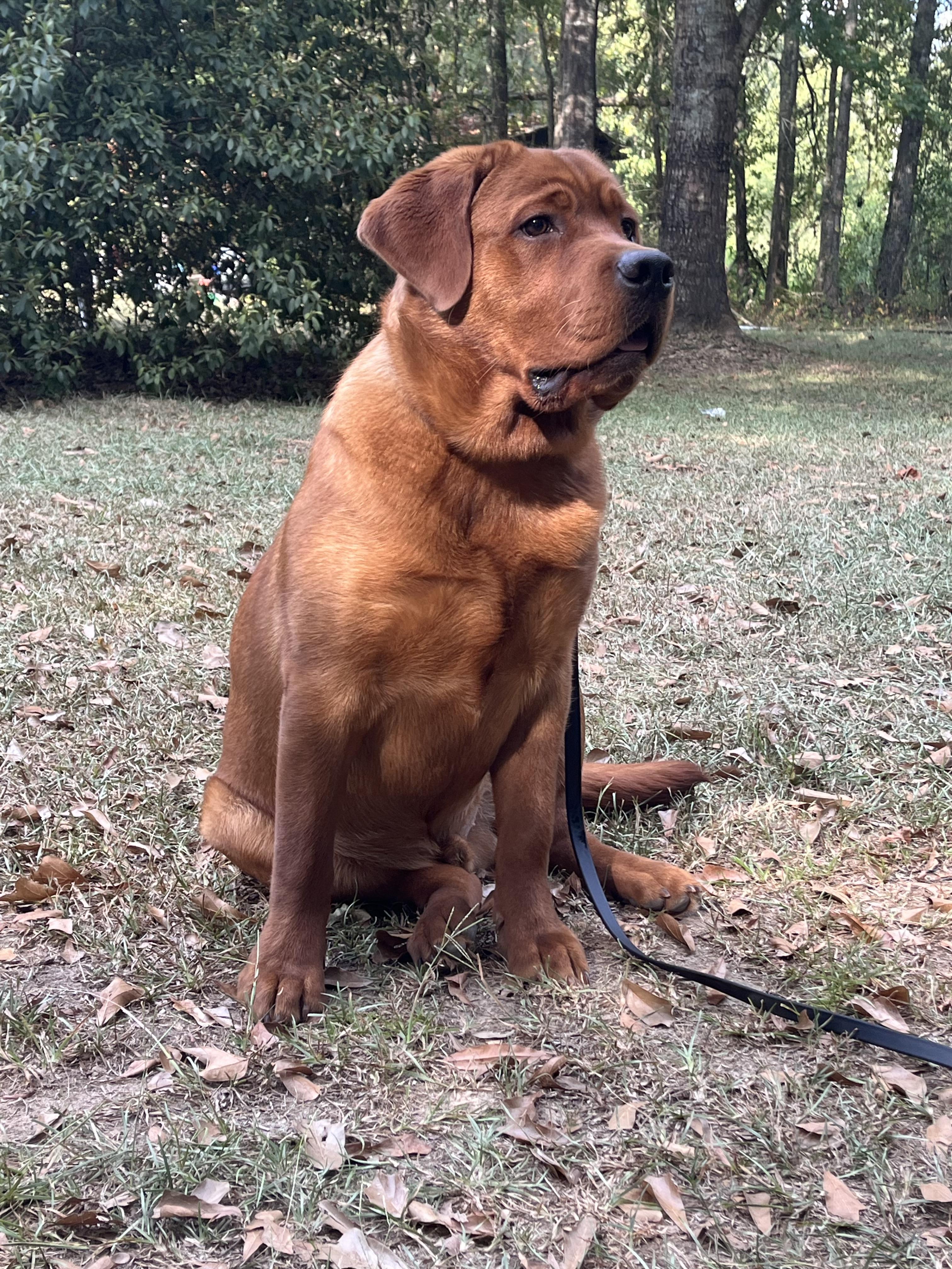 Red White \u0026 True Labradors in Mississippi | Labrador Retriever puppies |  Good Dog, image size:3024x4032