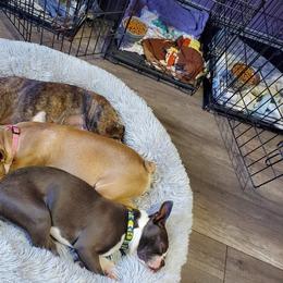 Boston Terrier Puppies from Twist of Faith Farms