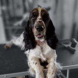 Maggie - English Springer Spaniel