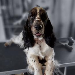 Maggie - English Springer Spaniel